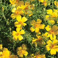 Marigold 6 Pack Lemon Gem
