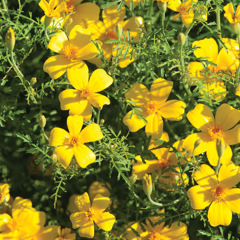 Marigold 6 Pack Lemon Gem