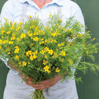 Marigold 6 Pack Lemon Gem