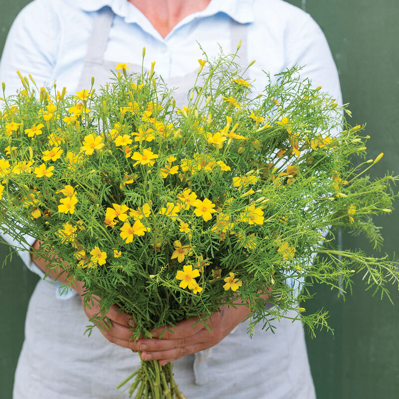 Marigold 6 Pack Lemon Gem