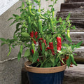 Pepper Hot - Cayenne Red Ember
