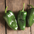 Pepper Hot - Poblano Bastan F1 FS