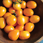 Paste Tomato - Sunrise Sauce