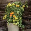 Paste Tomato - Sunrise Sauce
