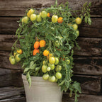 Paste Tomato - Sunrise Sauce