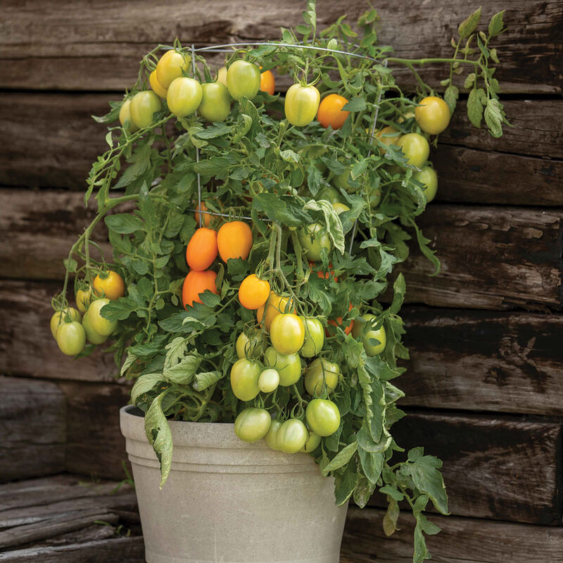 Paste Tomato - Sunrise Sauce
