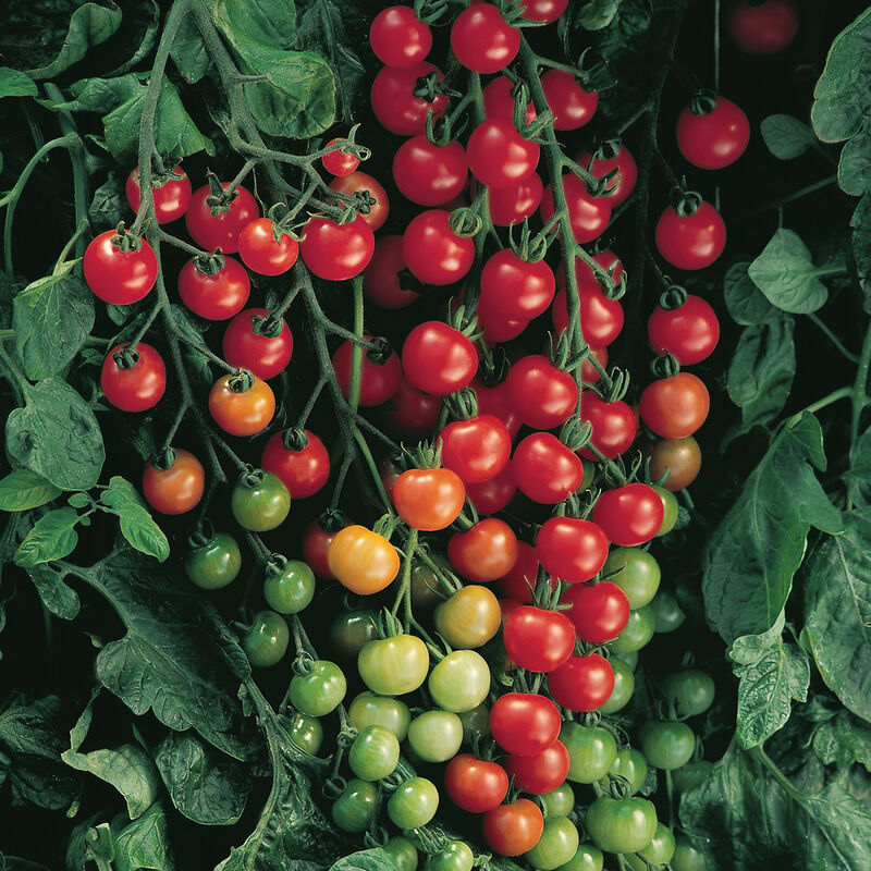 Cherry Tomato - Super Sweet 100