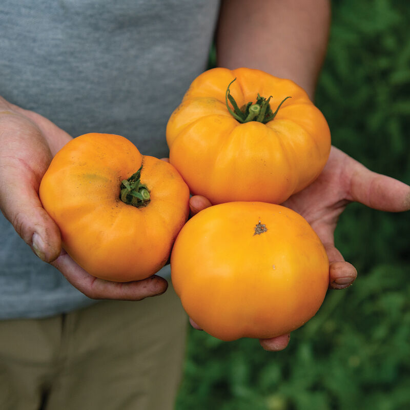 Beefsteak Tomato - Dr. Wyches
