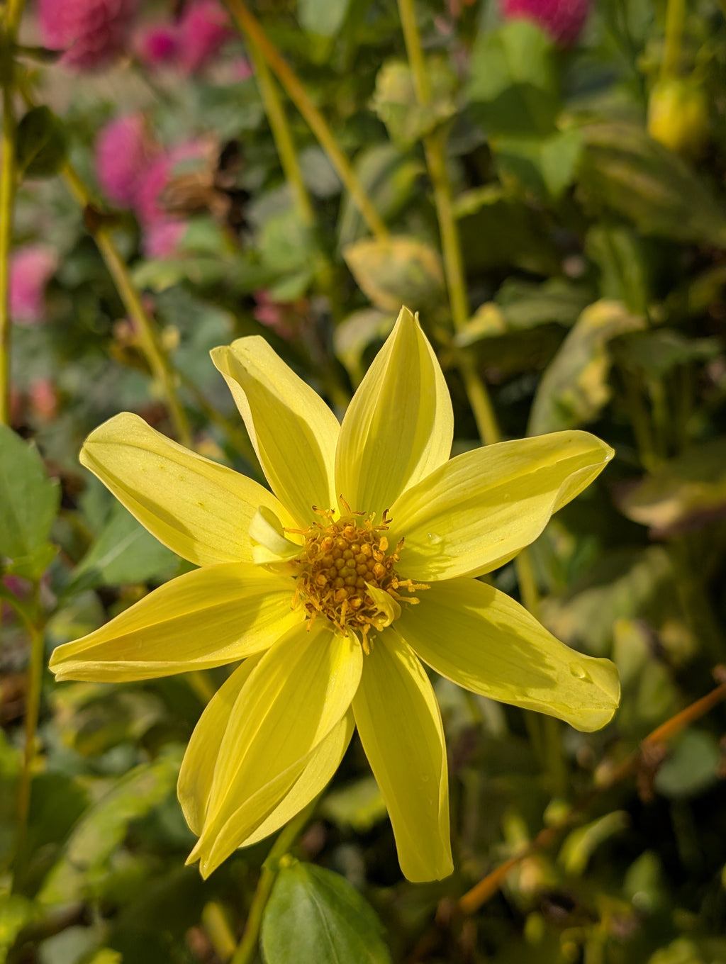 Mystery Dahlia 6 Pack FS