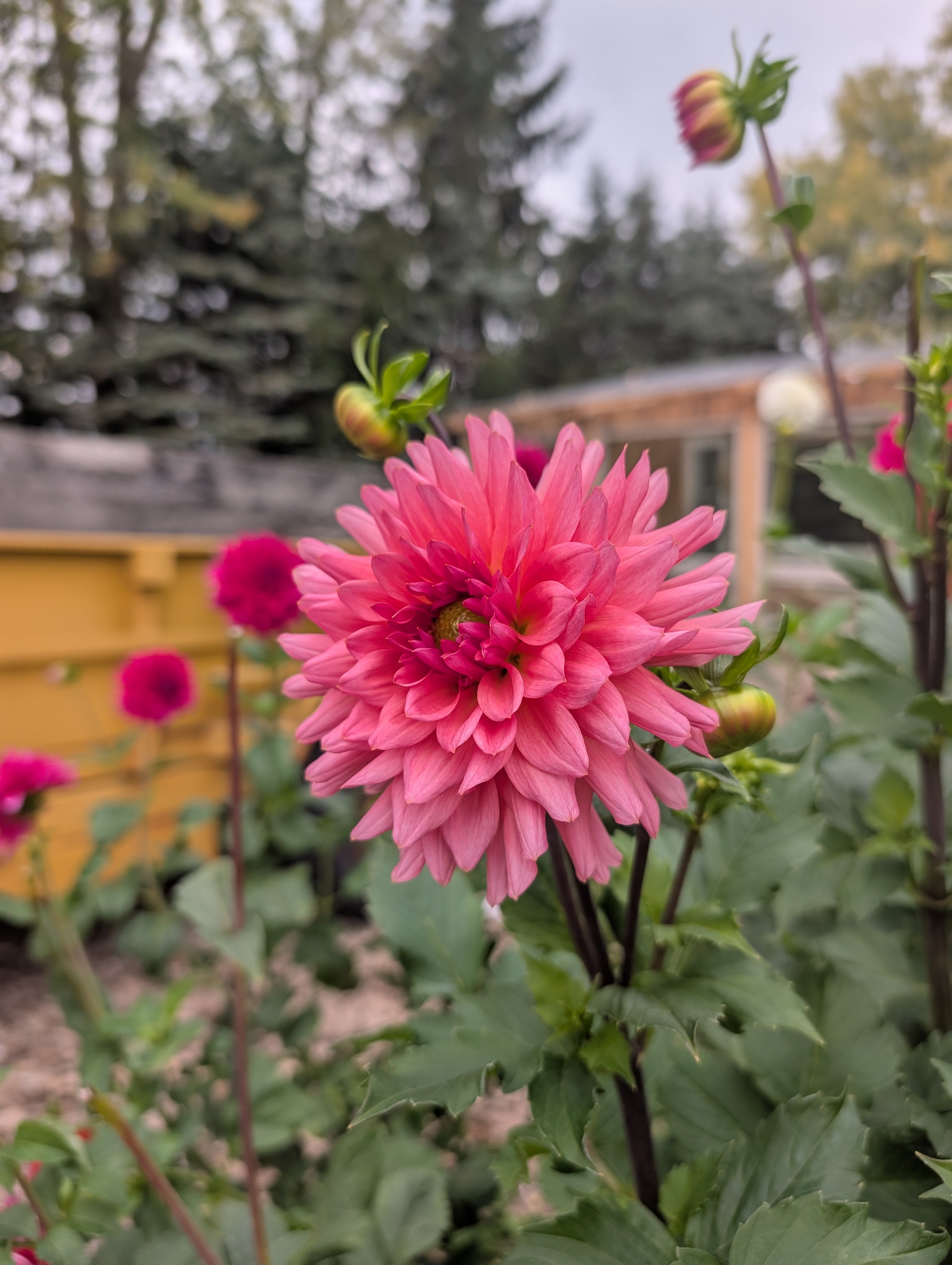 Mystery Dahlia 6 Pack