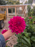 Mystery Dahlia 6 Pack FS