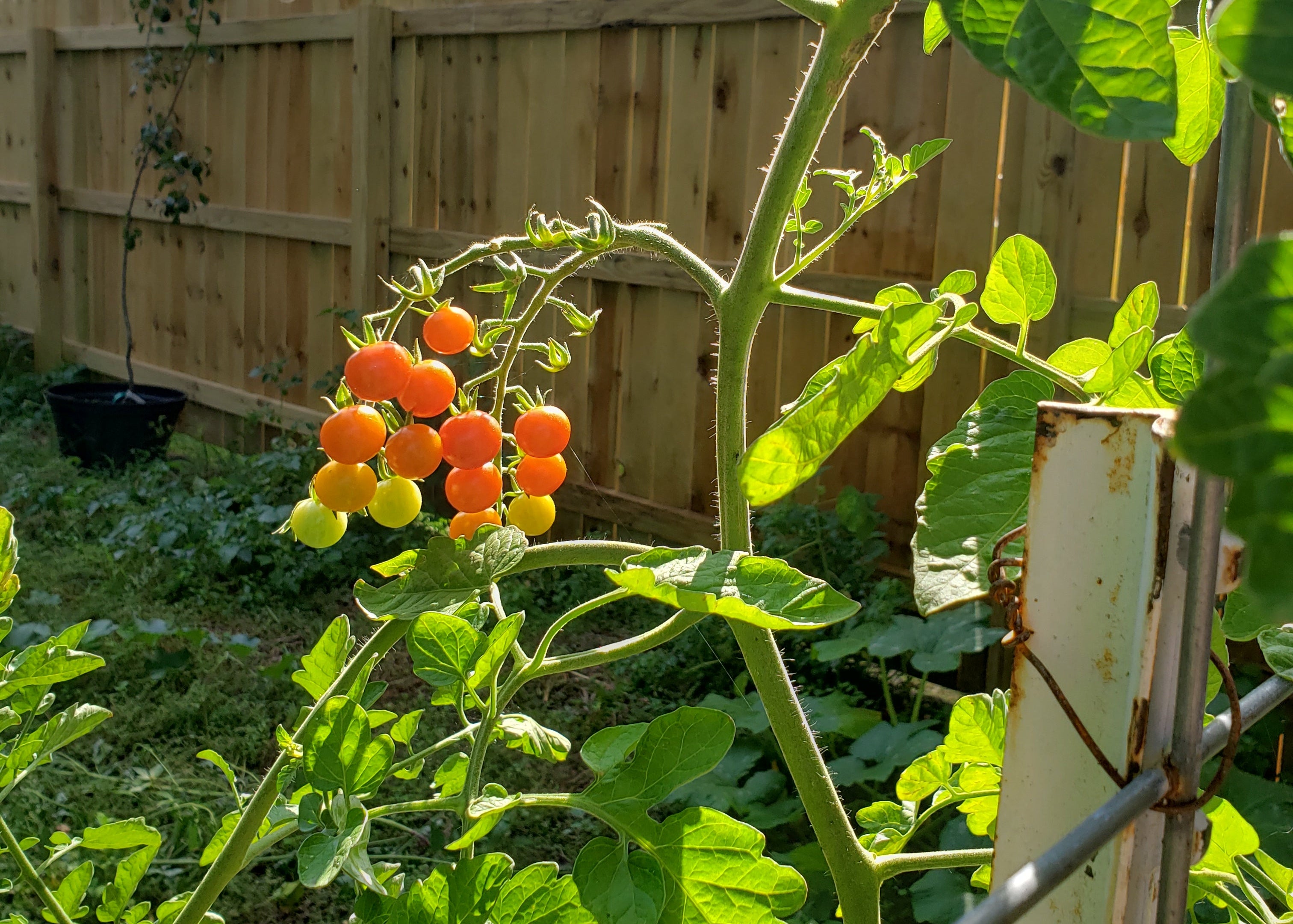 Tomato plant with small tomatoes hanging from it. Sungold F1 Cherry Tomato. Sweet Cherry tomato.