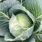 Cabbage 6 pack FS