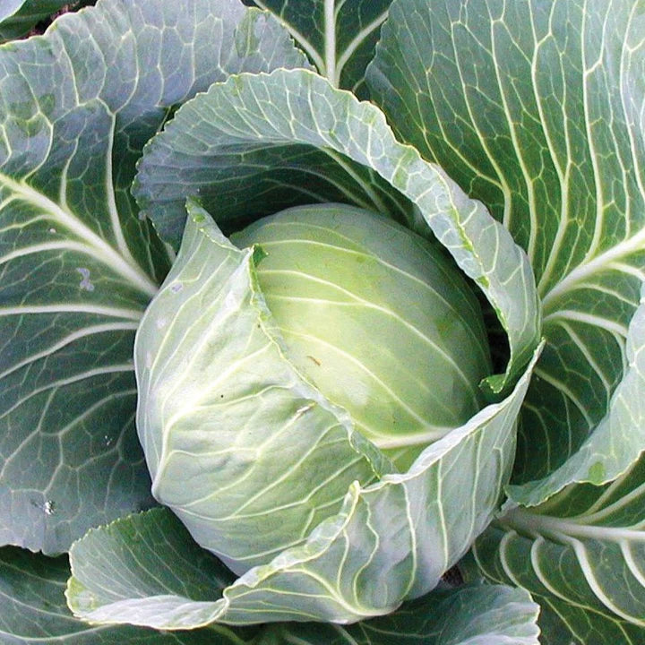 Cabbage 6 pack