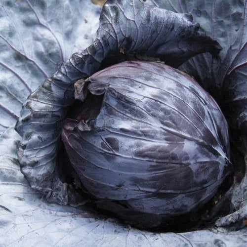 Cabbage 6 pack