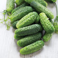 Cucumber - Wisconsin Pickling FS