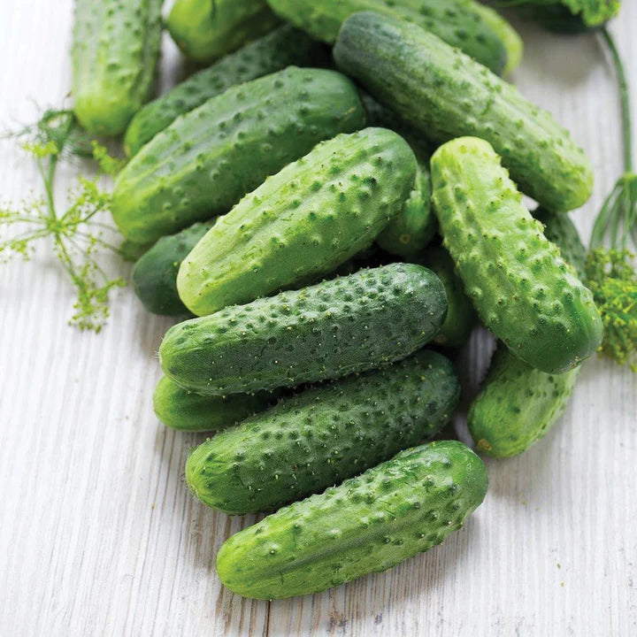 Cucumber - Wisconsin Pickling