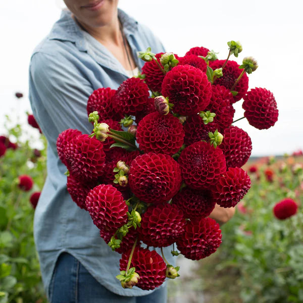 Potted Dahlia - Cornel Red