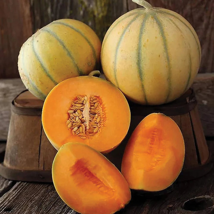 Melon - Charentais
