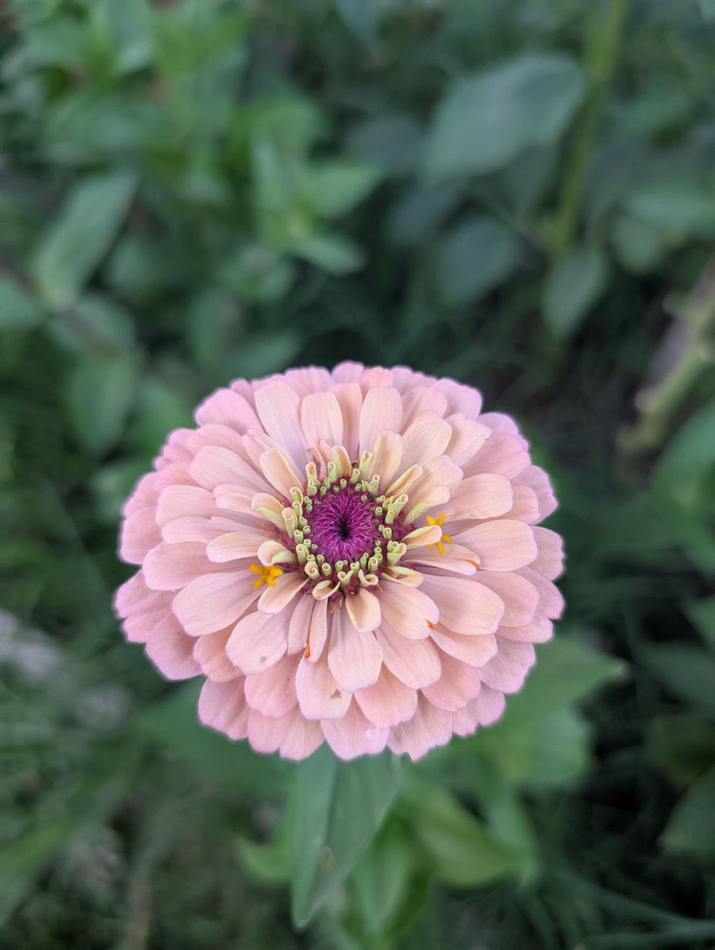 Mystery Zinnia 6pk FS