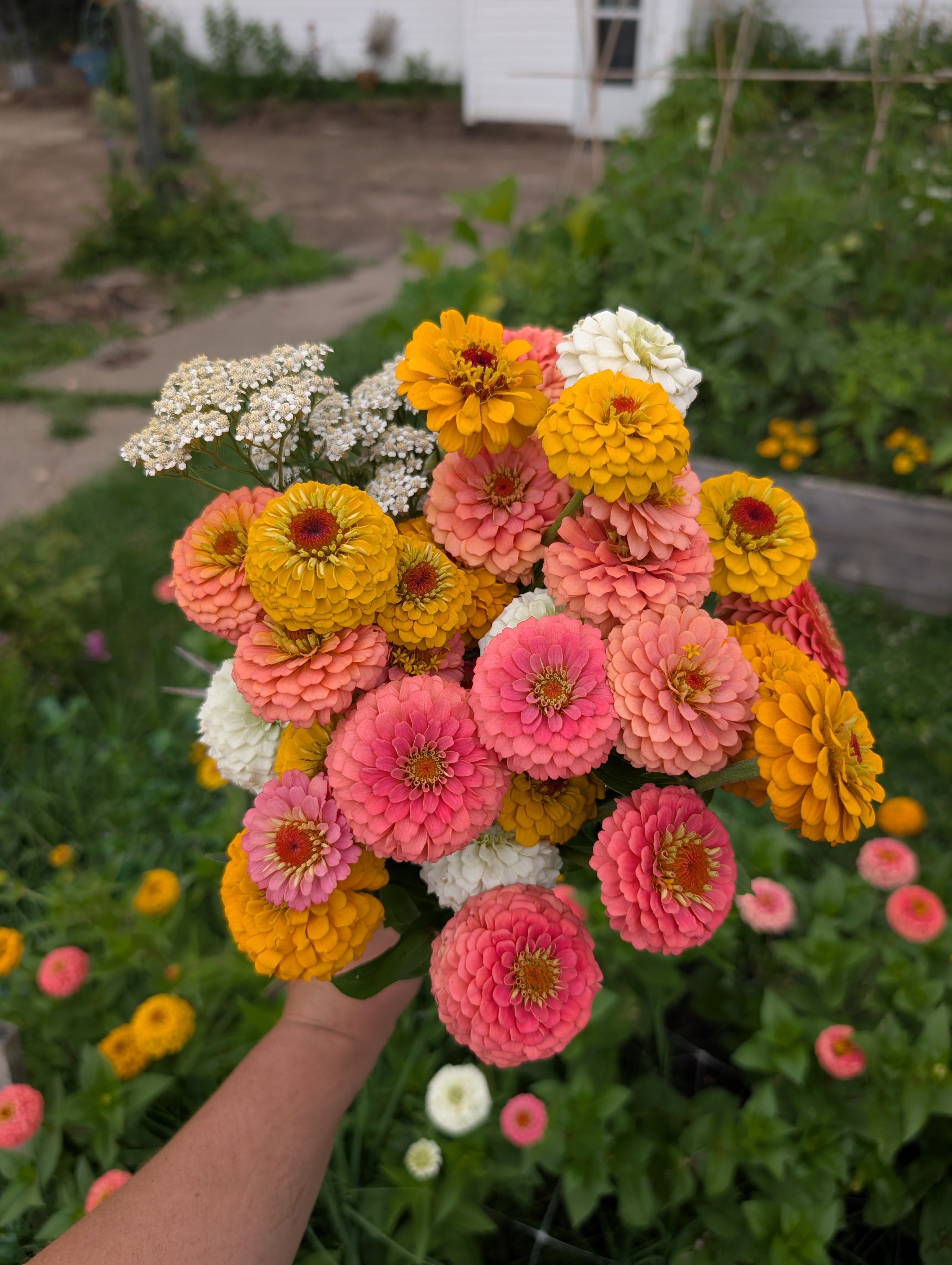 Mystery Zinnia 6pk FS