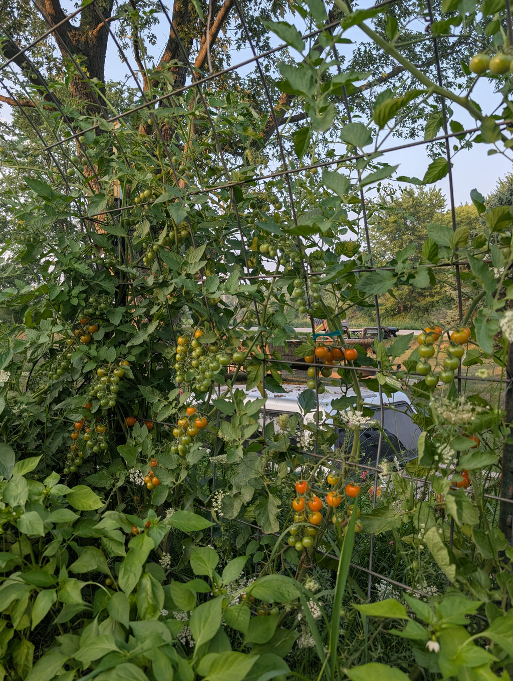 Cherry Tomato - Sungold F1 FS