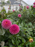 Potted Dahlia - KoKo Puff FS