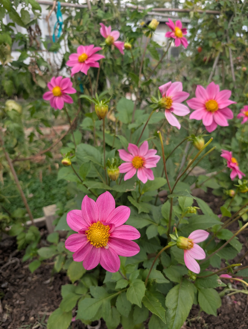 Mystery Dahlia 6 Pack FS