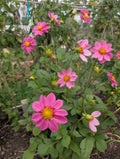 Mystery Dahlia 6 Pack FS