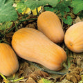 Winter Squash - Waltham Butternut