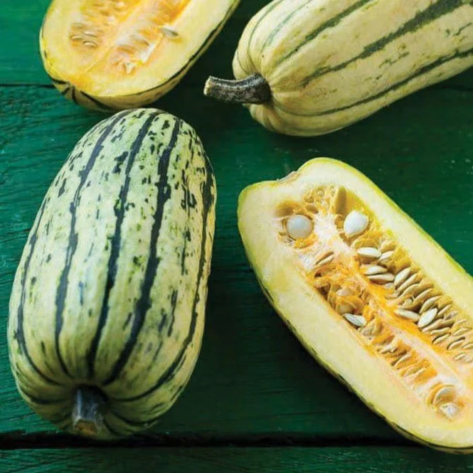 Winter Squash - Delicata