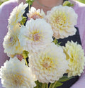 Potted Dahlia - Alloway Cottage FS