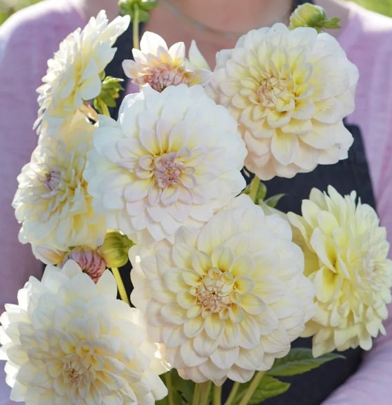 Potted Dahlia - Alloway Cottage