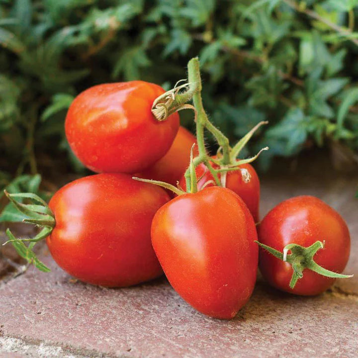 Paste Tomato - Roma