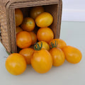Cherry Tomato - Tangerine Krim FS