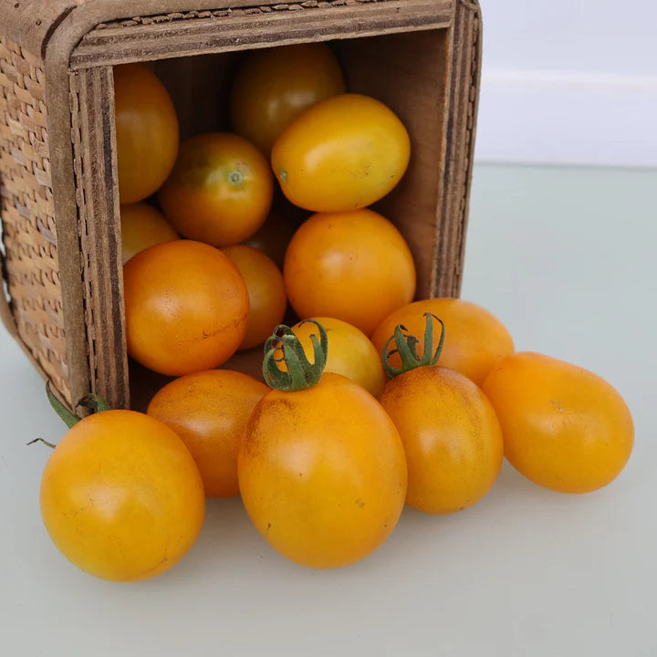 Cherry Tomato - Tangerine Krim