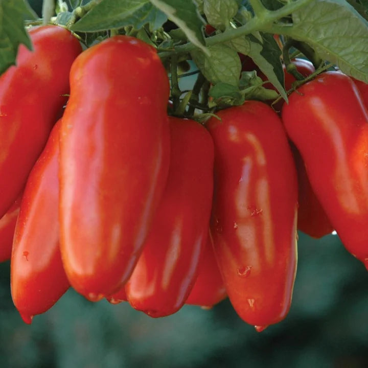 Paste Tomato - San Marzano