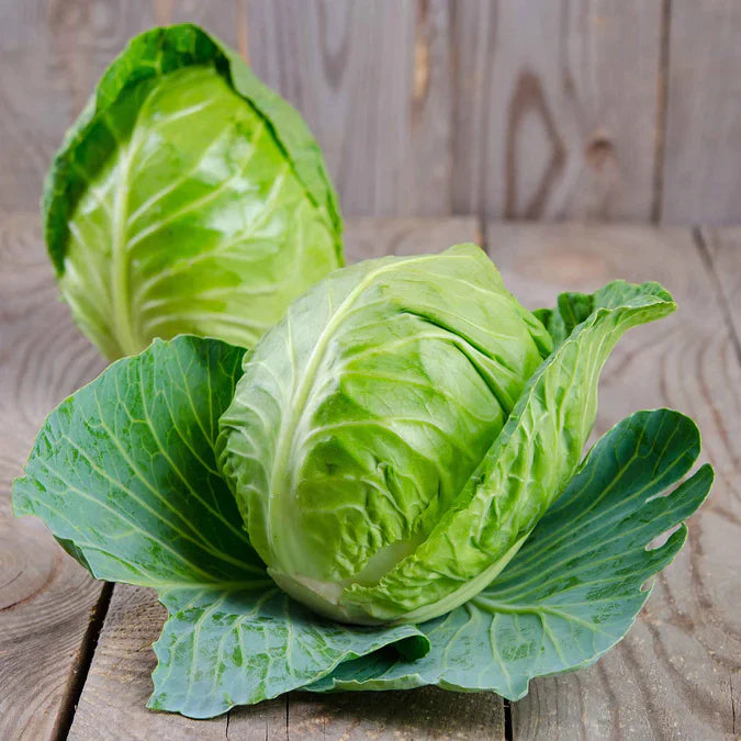 Cabbage 6 pack FS
