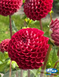 Potted Dahlia - Cornel Red