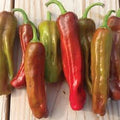 Pepper Hot - Italian Pepperocini
