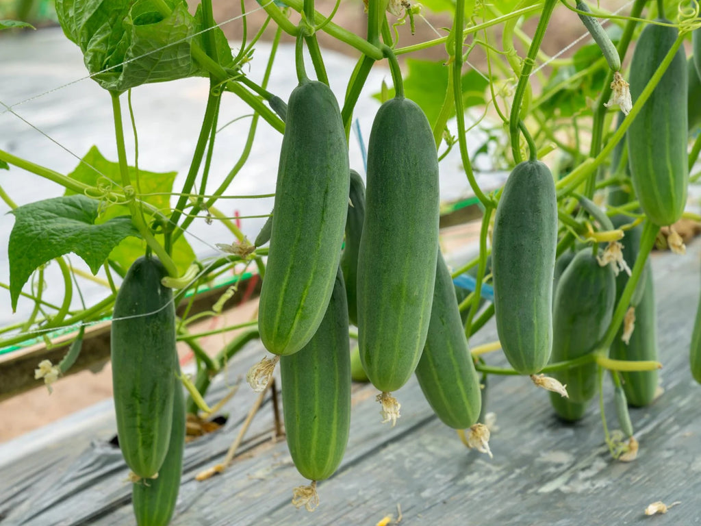 Cucumber - Marketer
