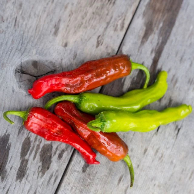 Pepper Sweet - Shishito