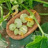 Summer Squash - Green Scallop Bennings