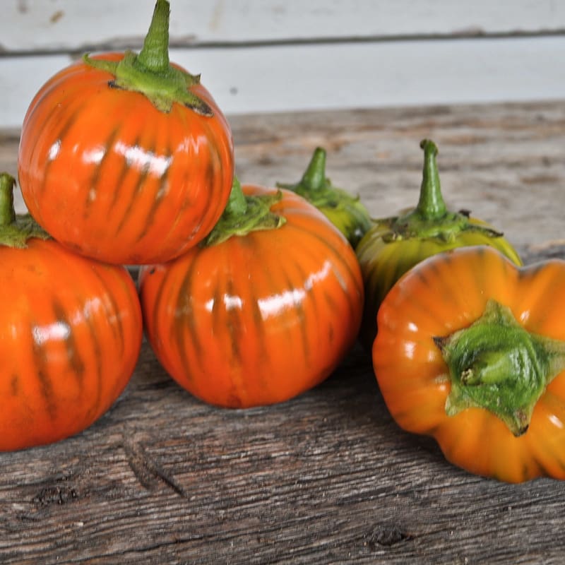 Eggplant - Turkish Orange